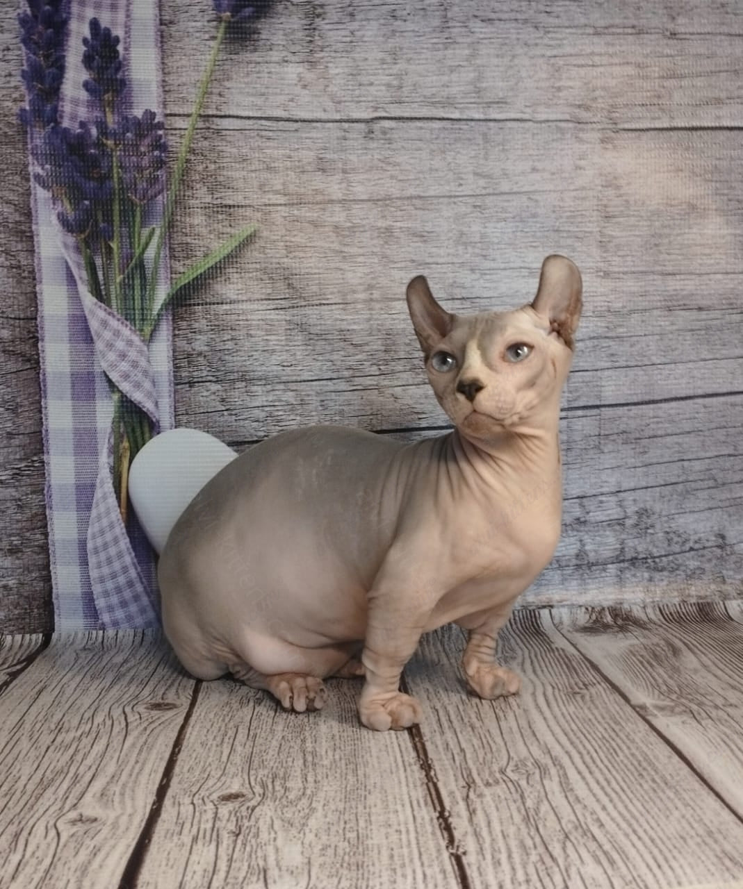 Dwelf Kitten Name "Dm-003"