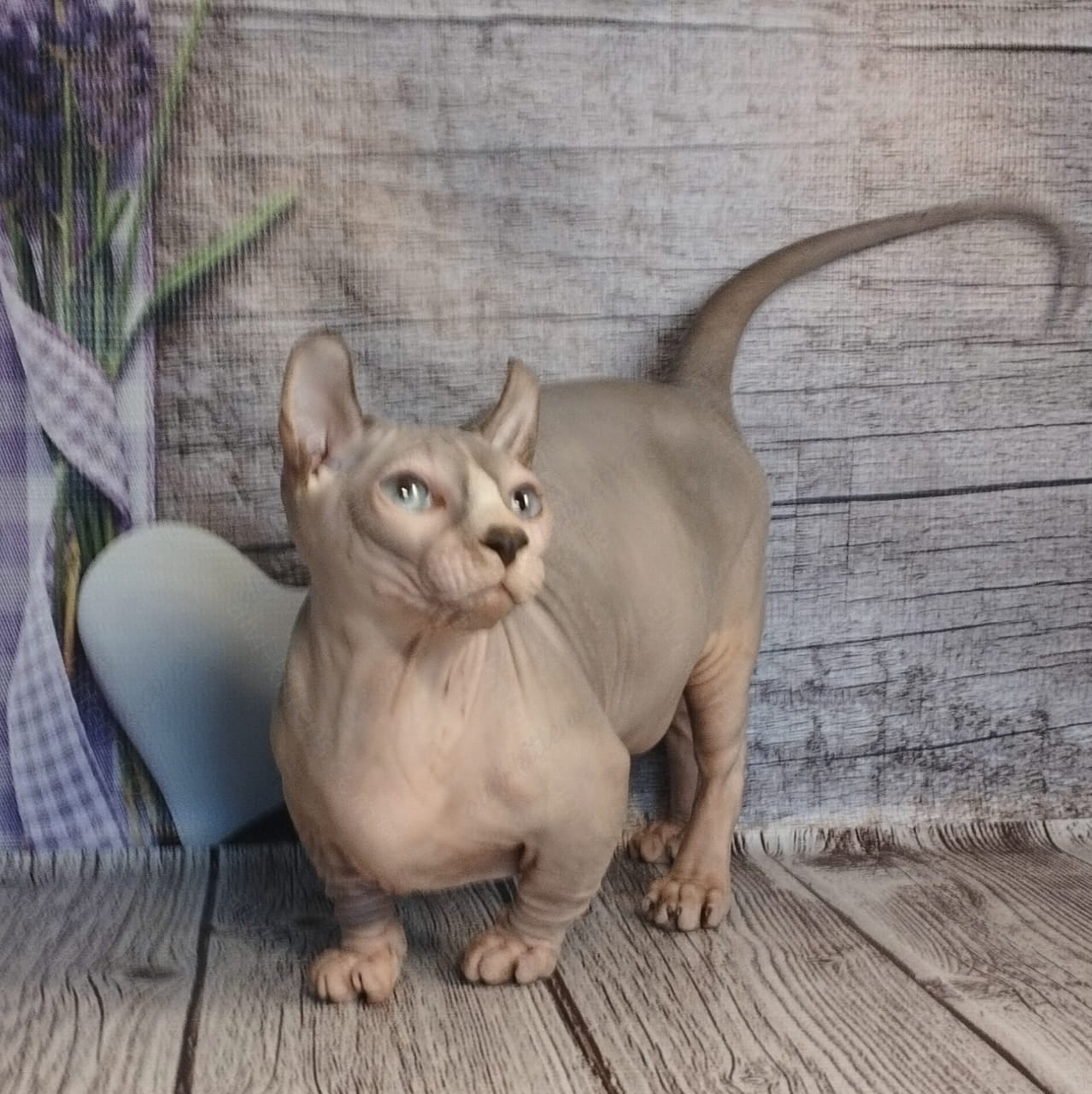Dwelf Kitten Name "Dm-003"