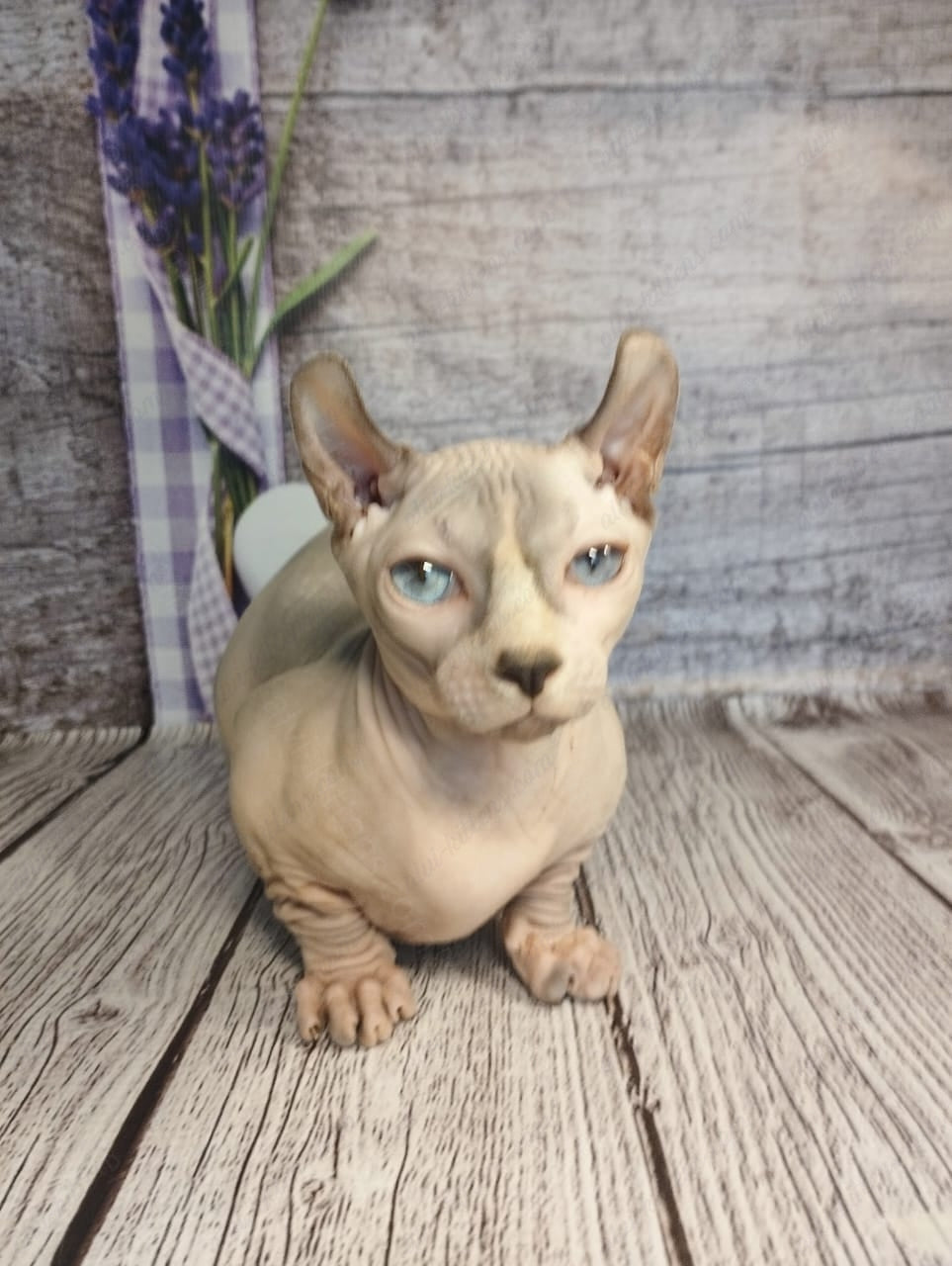 Dwelf Kitten Name "Dm-003"