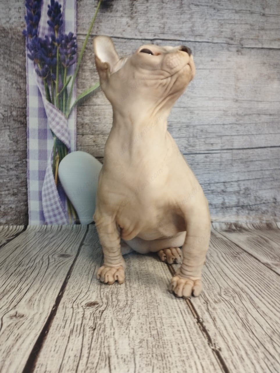 Dwelf Kitten Name "Dm-003"