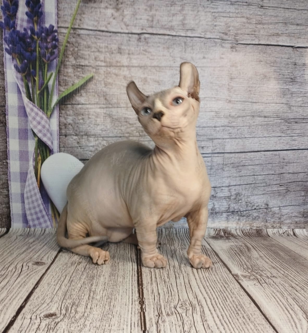 Dwelf Kitten Name "Dm-003"