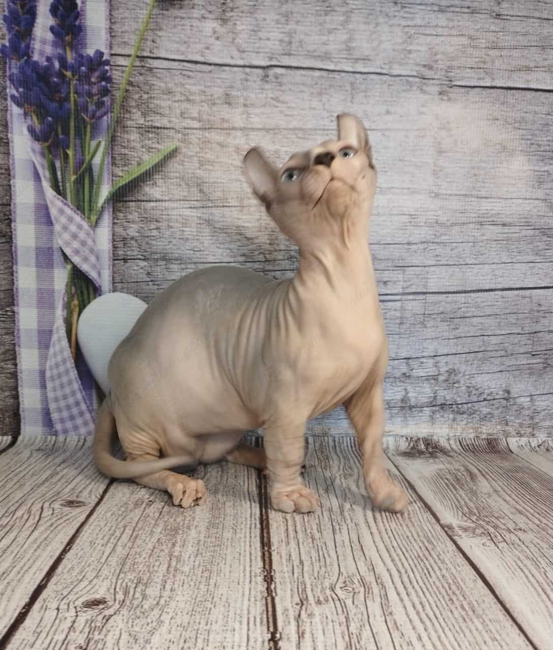 Dwelf Kitten Name "Dm-003"