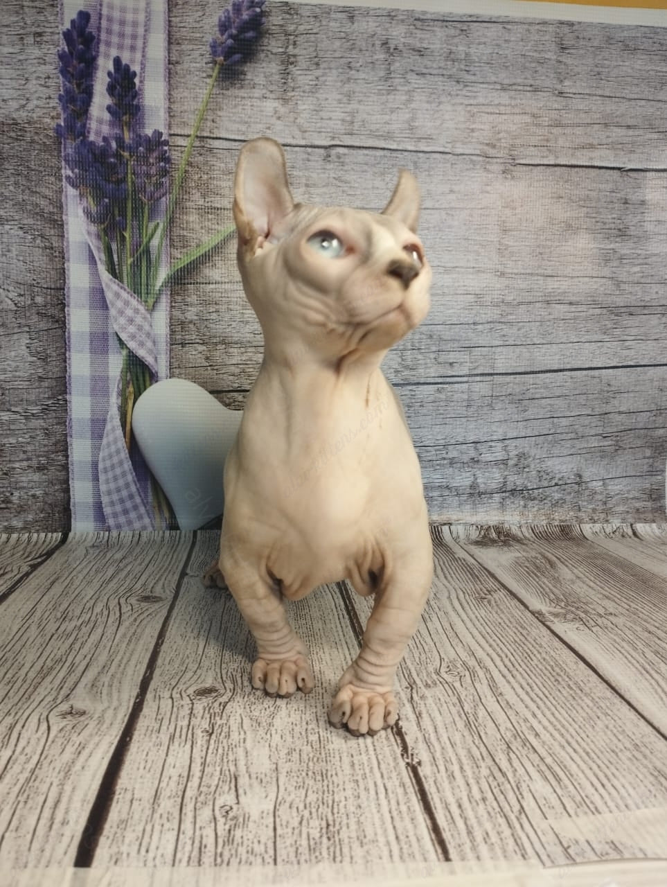 Dwelf Kitten Name "Dm-003"