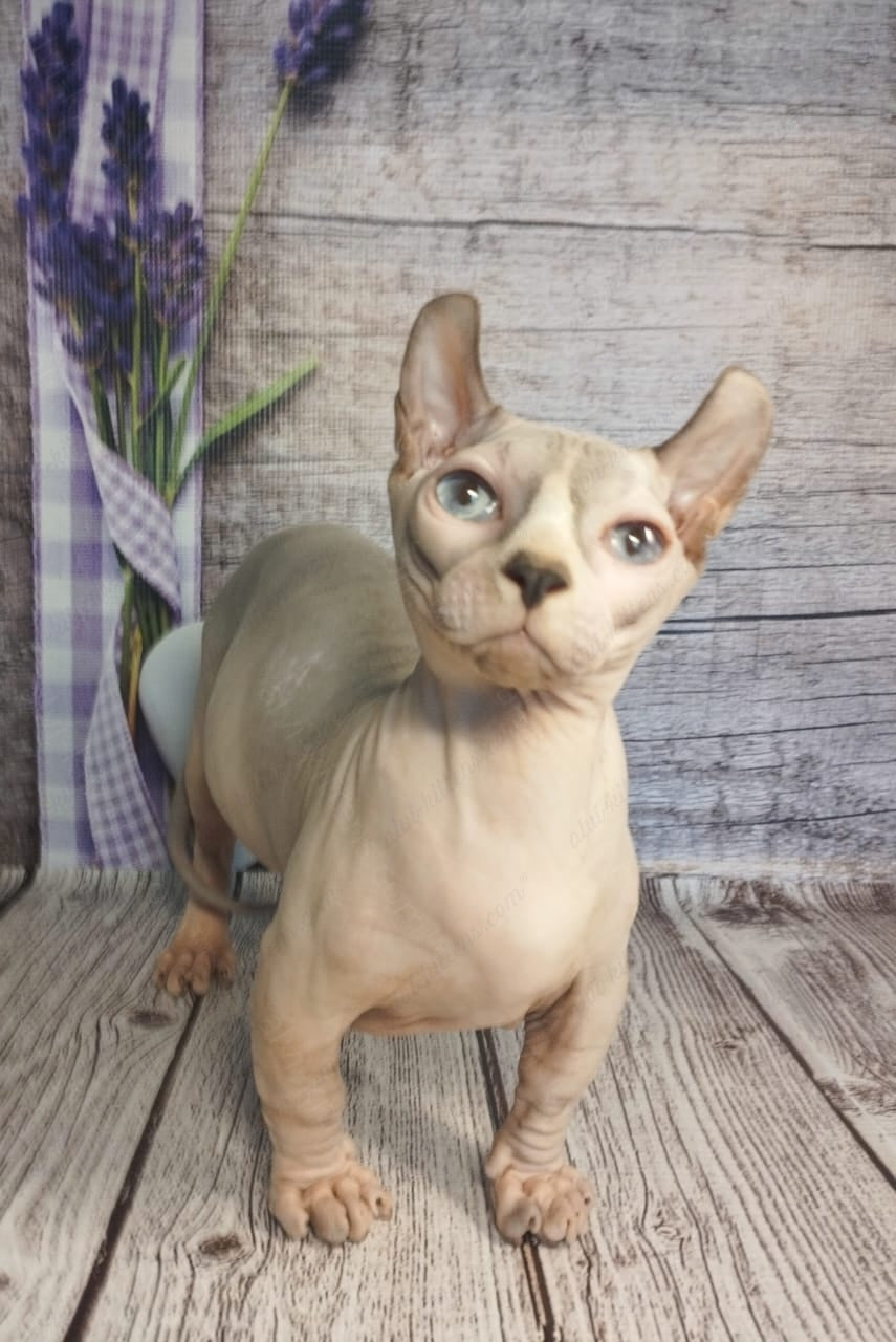 Dwelf Kitten Name "Dm-003"