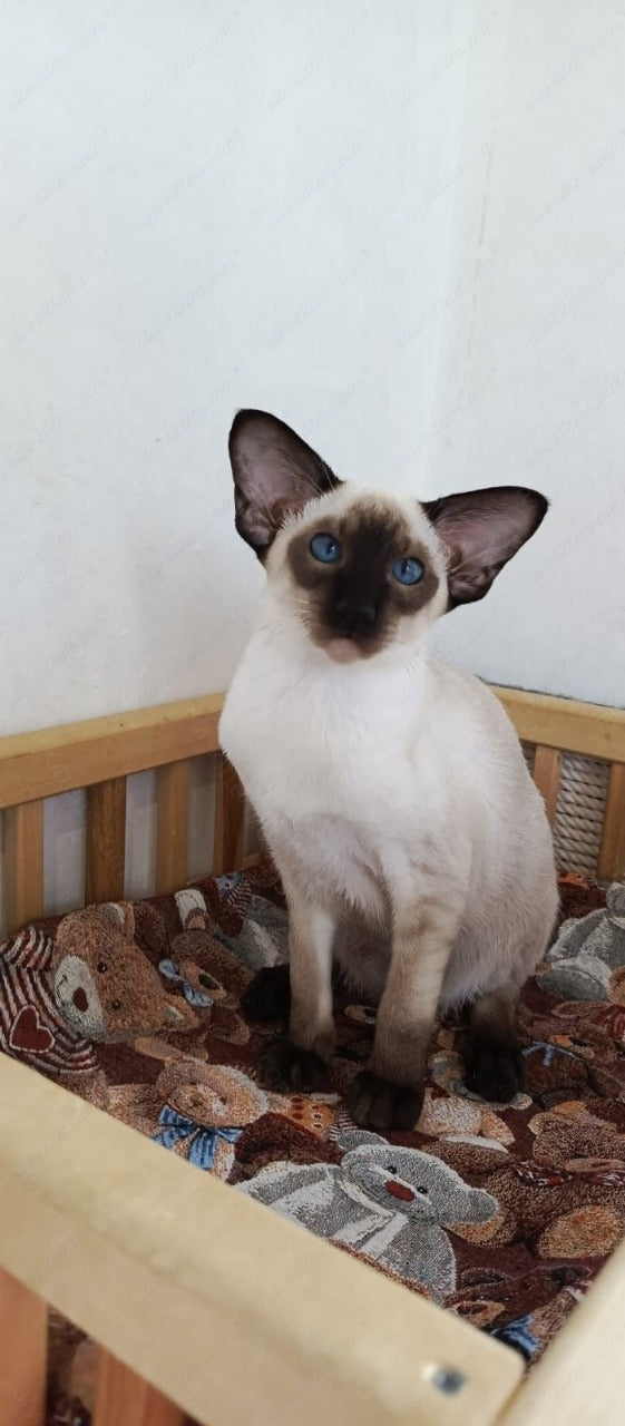 Oriental kitten name "ORm-x24"