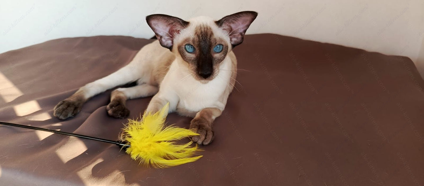 Oriental kitten name "ORm-x24"