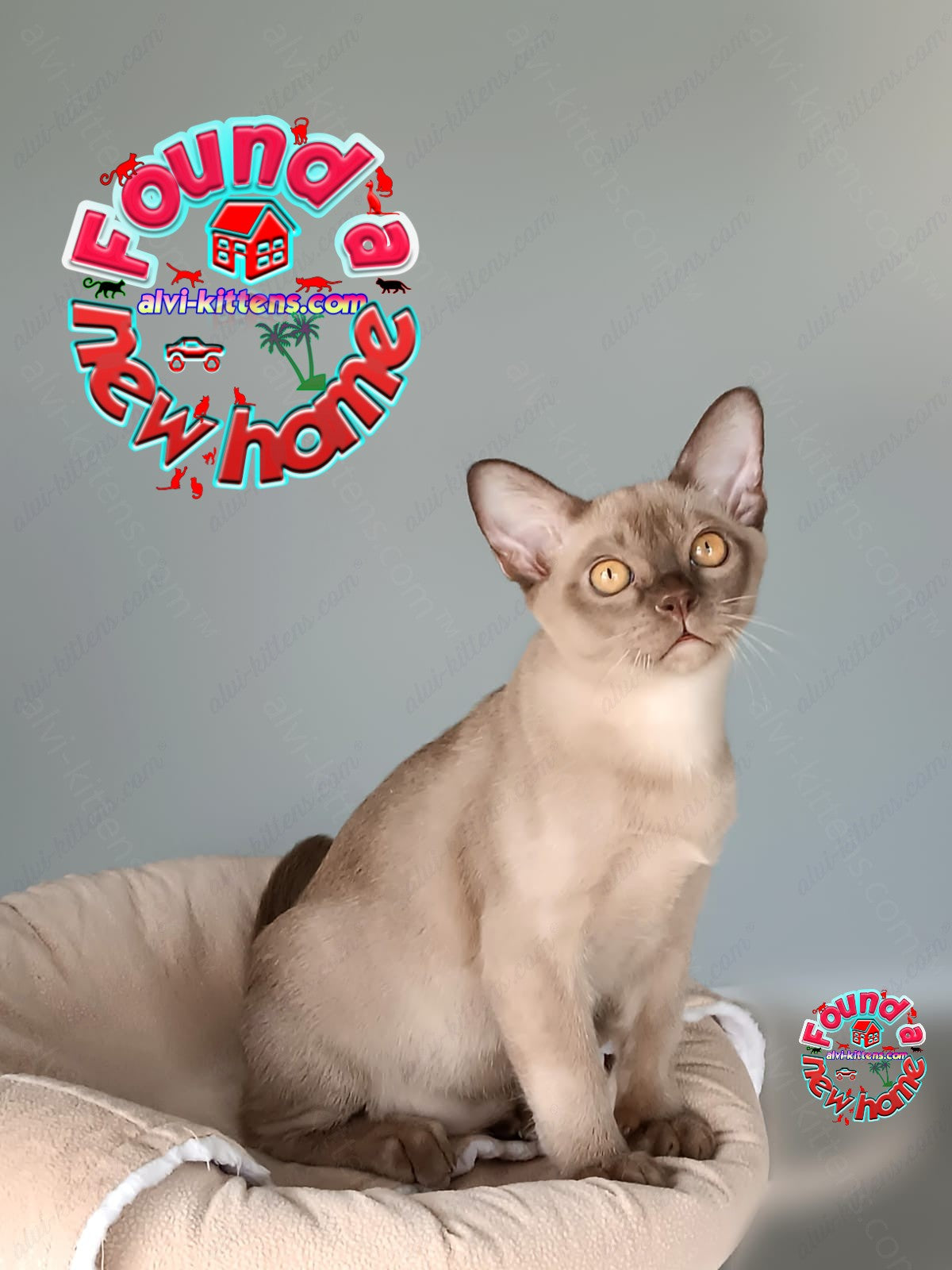Burmese Kitten Name "King"
