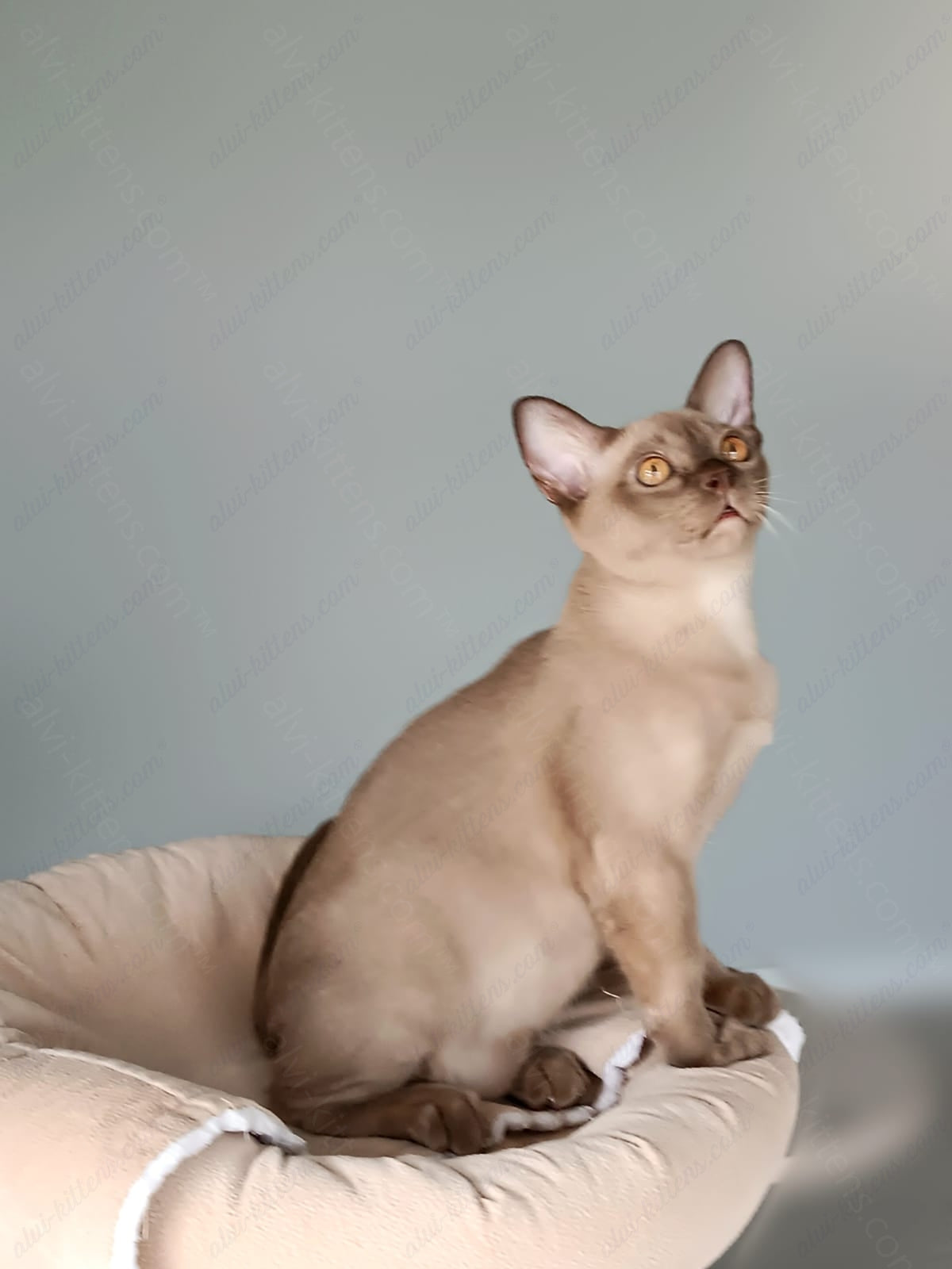 Burmese Kitten Name "King"