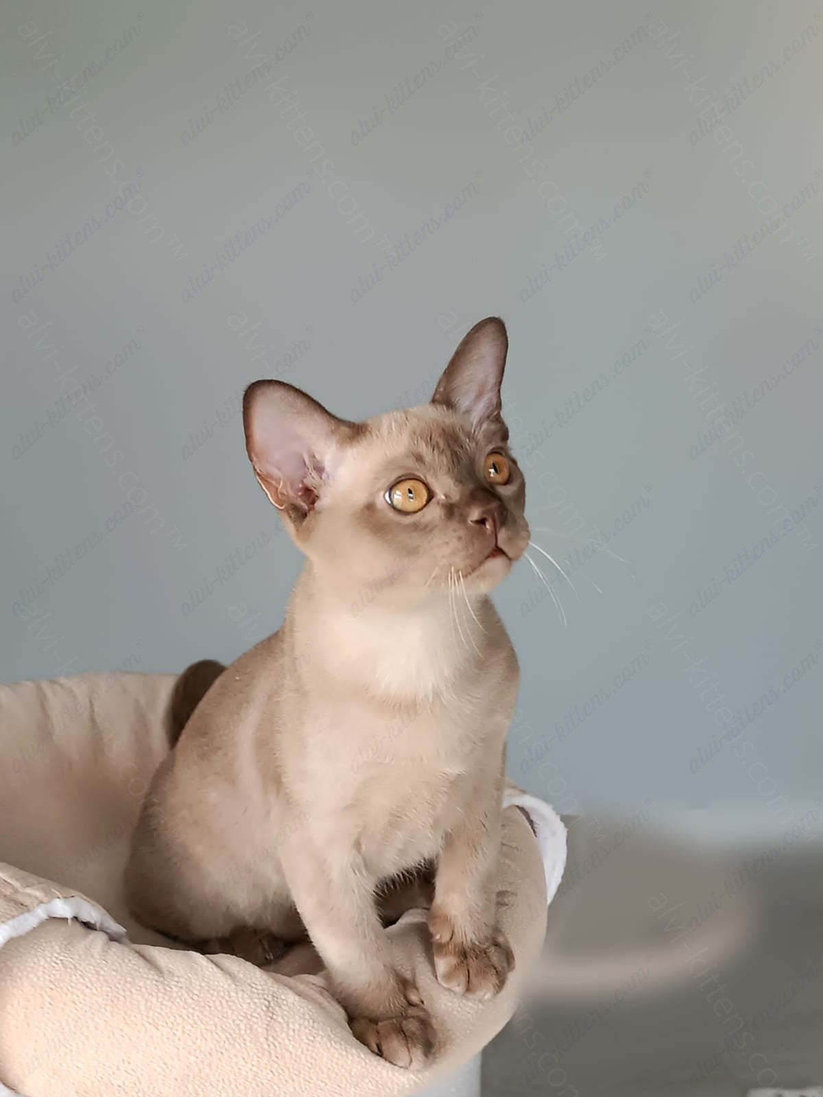 Burmese Kitten Name "King"