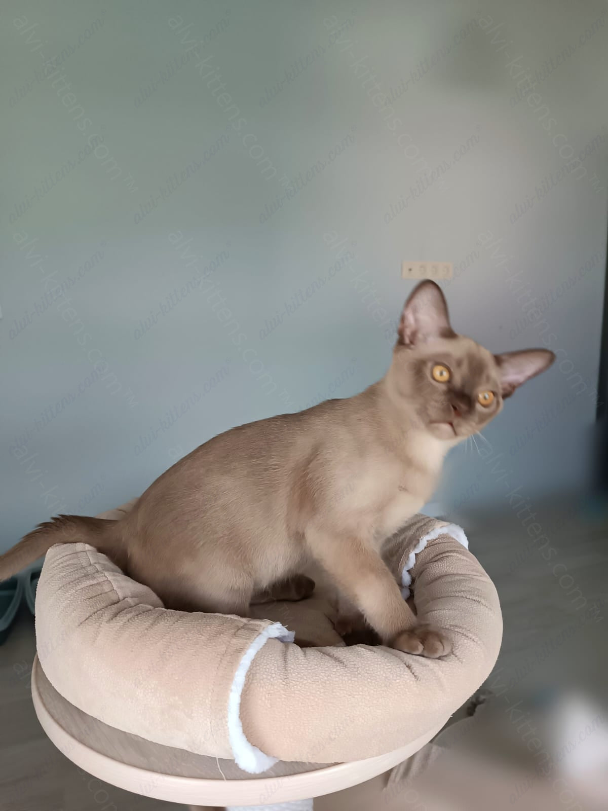 Burmese Kitten Name "King"