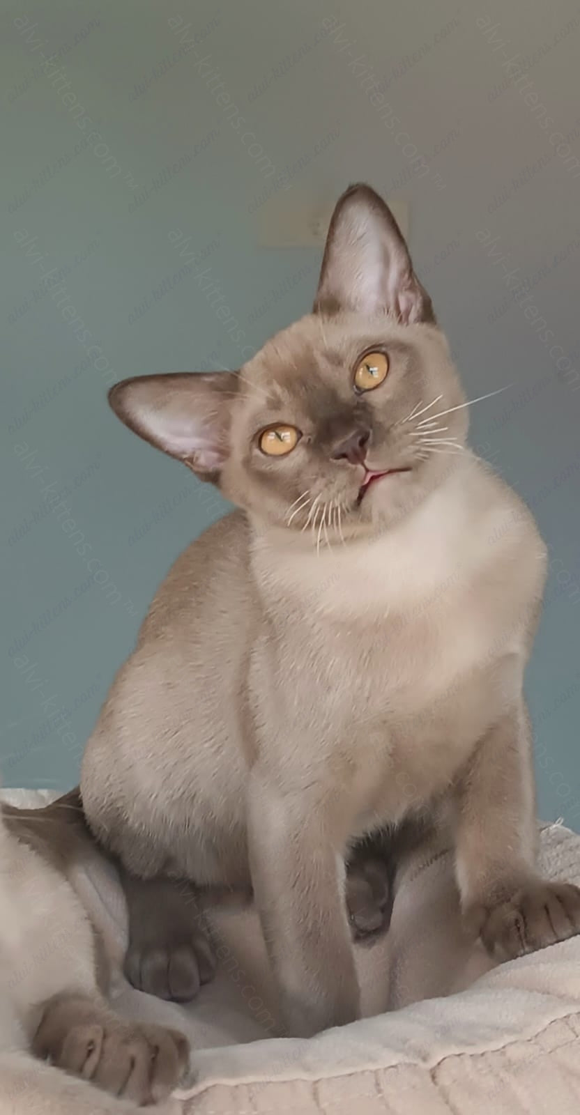 Burmese Kitten Name "Kristian"