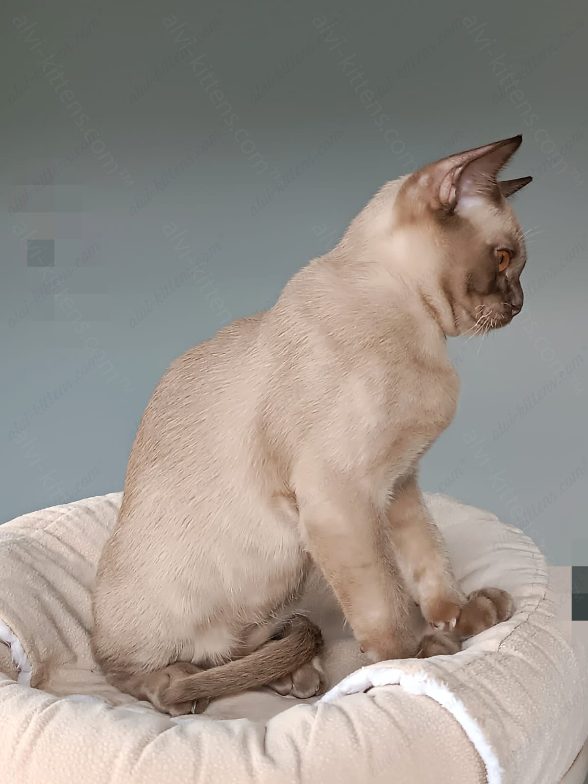 Burmese Kitten Name "Kristian"