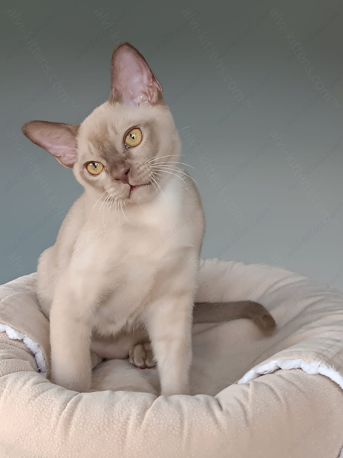 Burmese Kitten Name "Kevin"