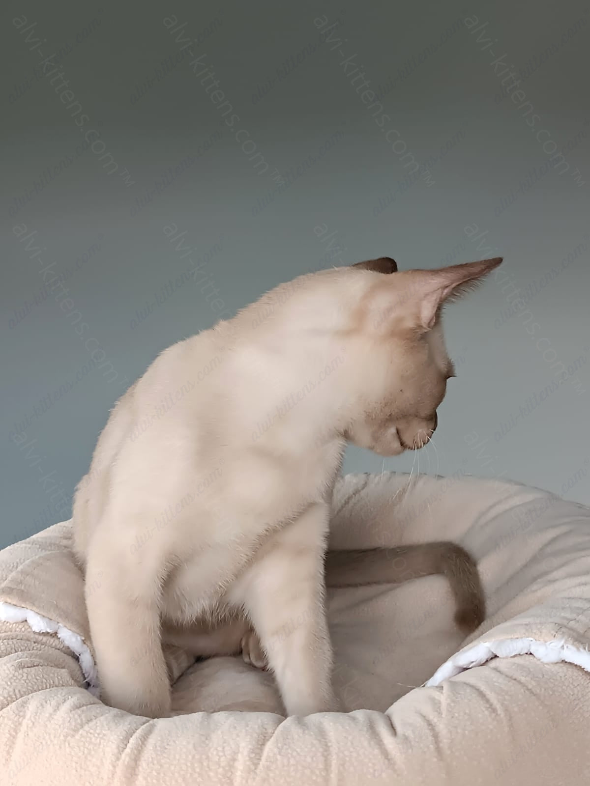 Burmese Kitten Name "Kevin"
