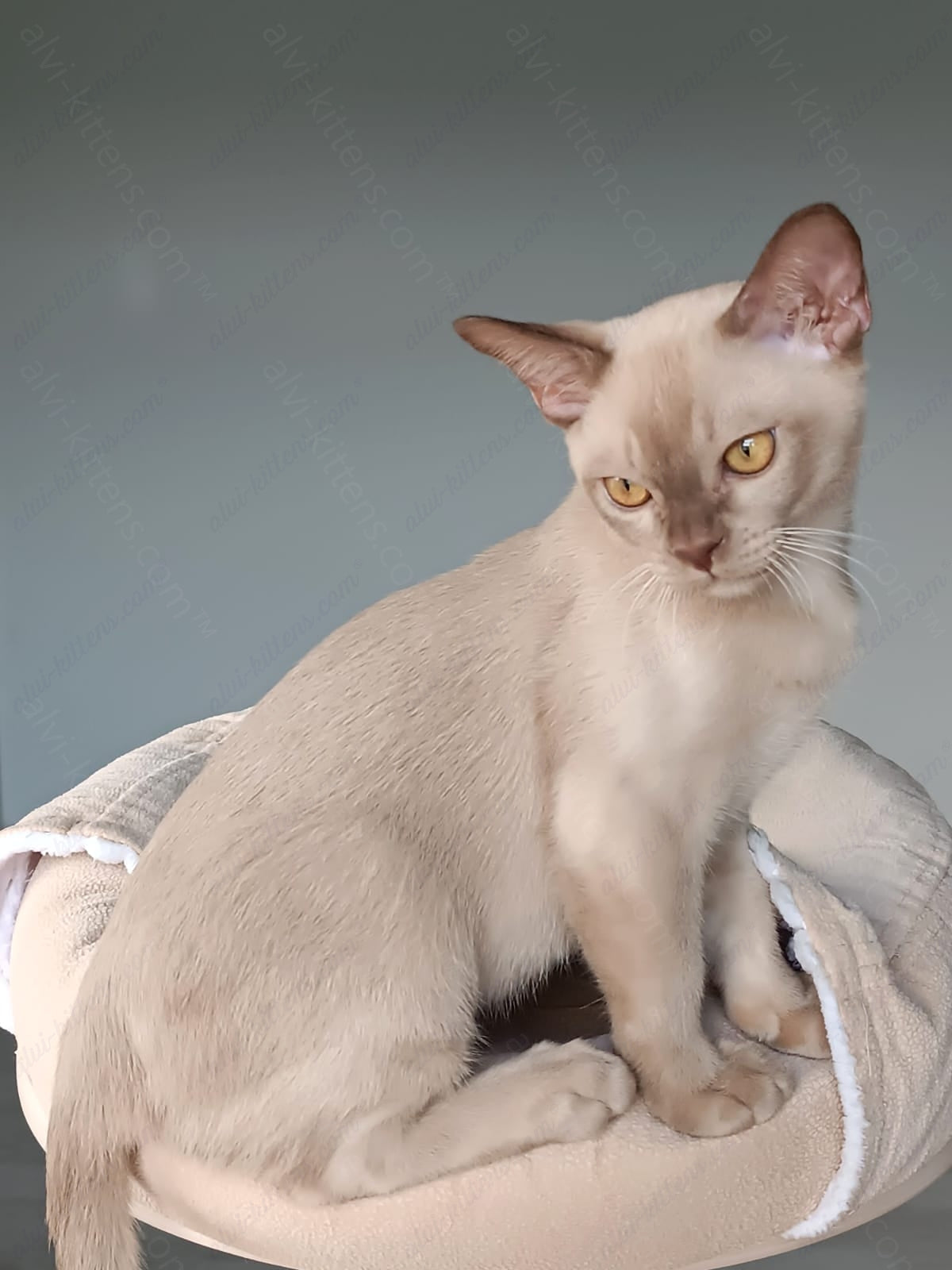 Burmese Kitten Name "Kevin"