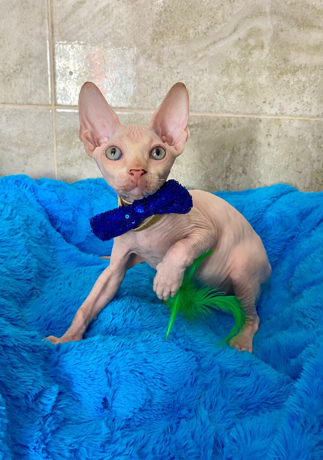 Canadian Sphynx Kitten "Richy"