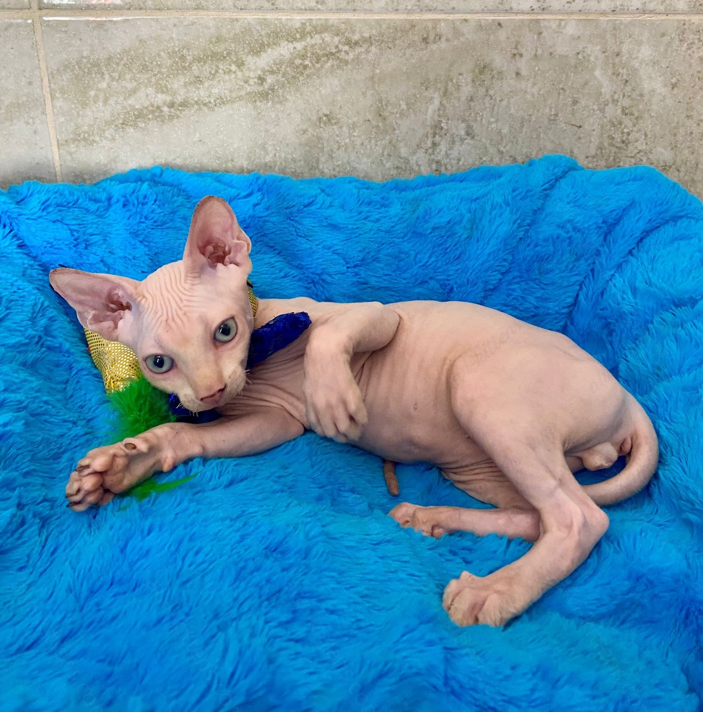 Canadian Sphynx Kitten "Richy"