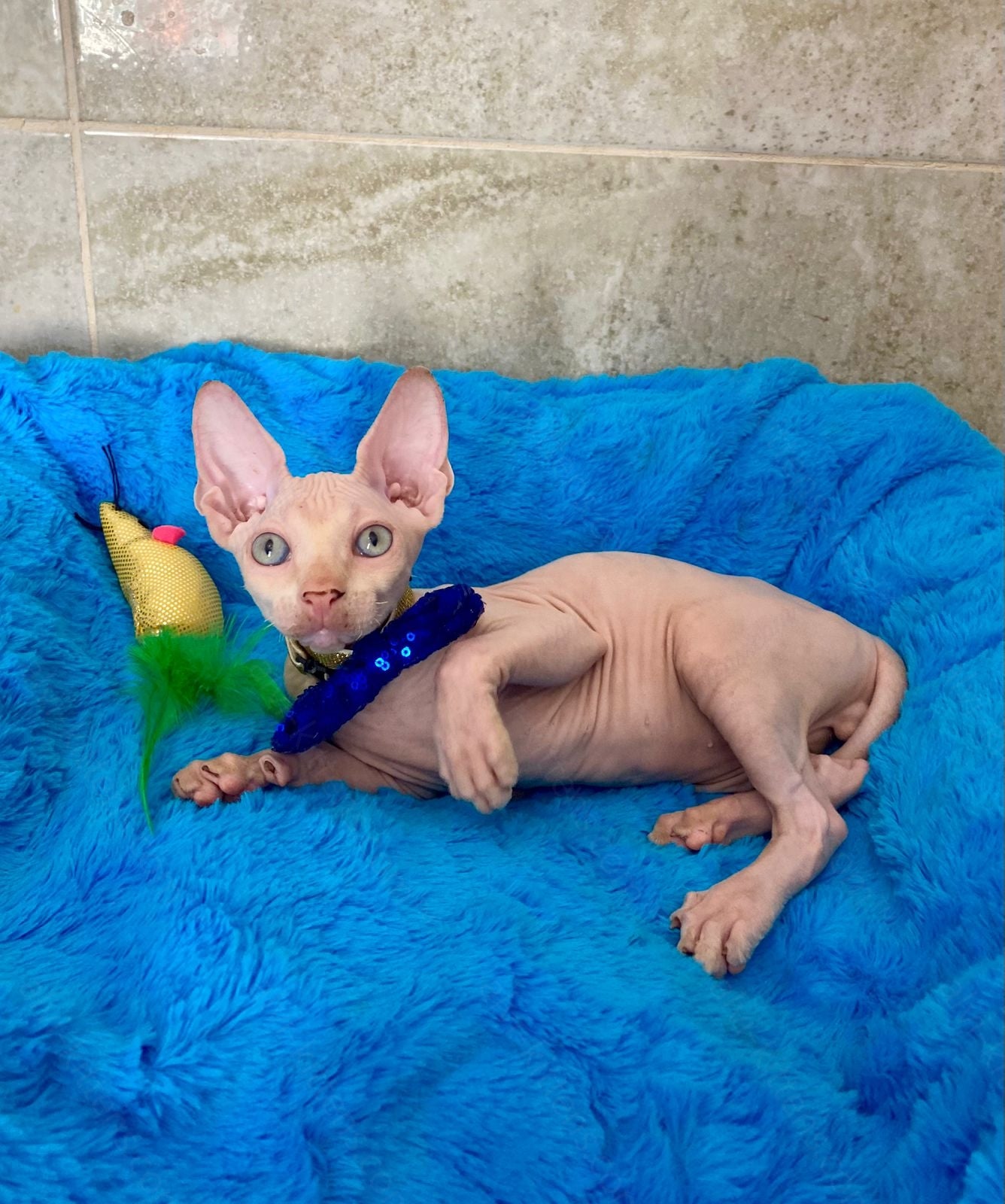 Canadian Sphynx Kitten "Richy"