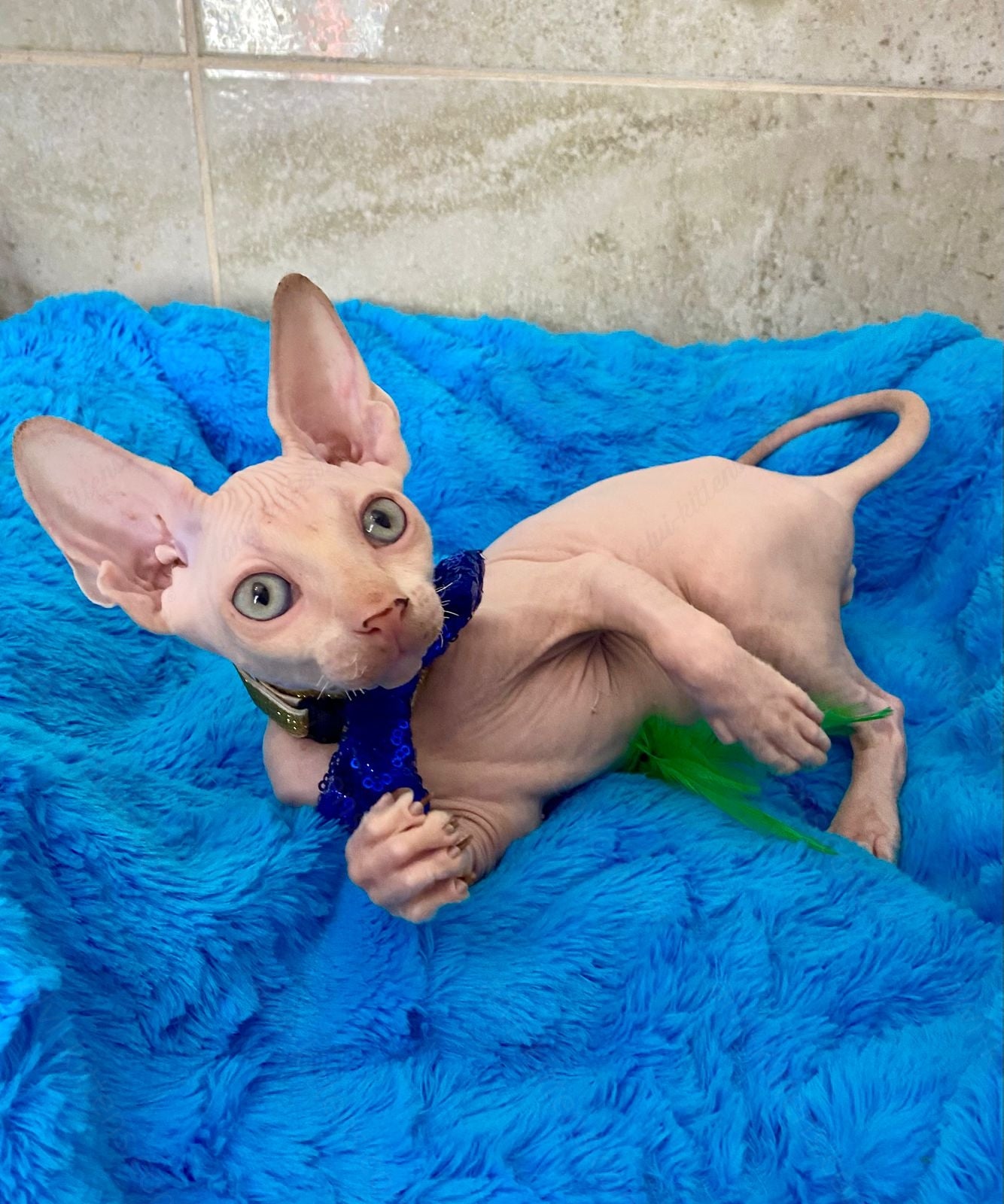 Canadian Sphynx Kitten "Richy"