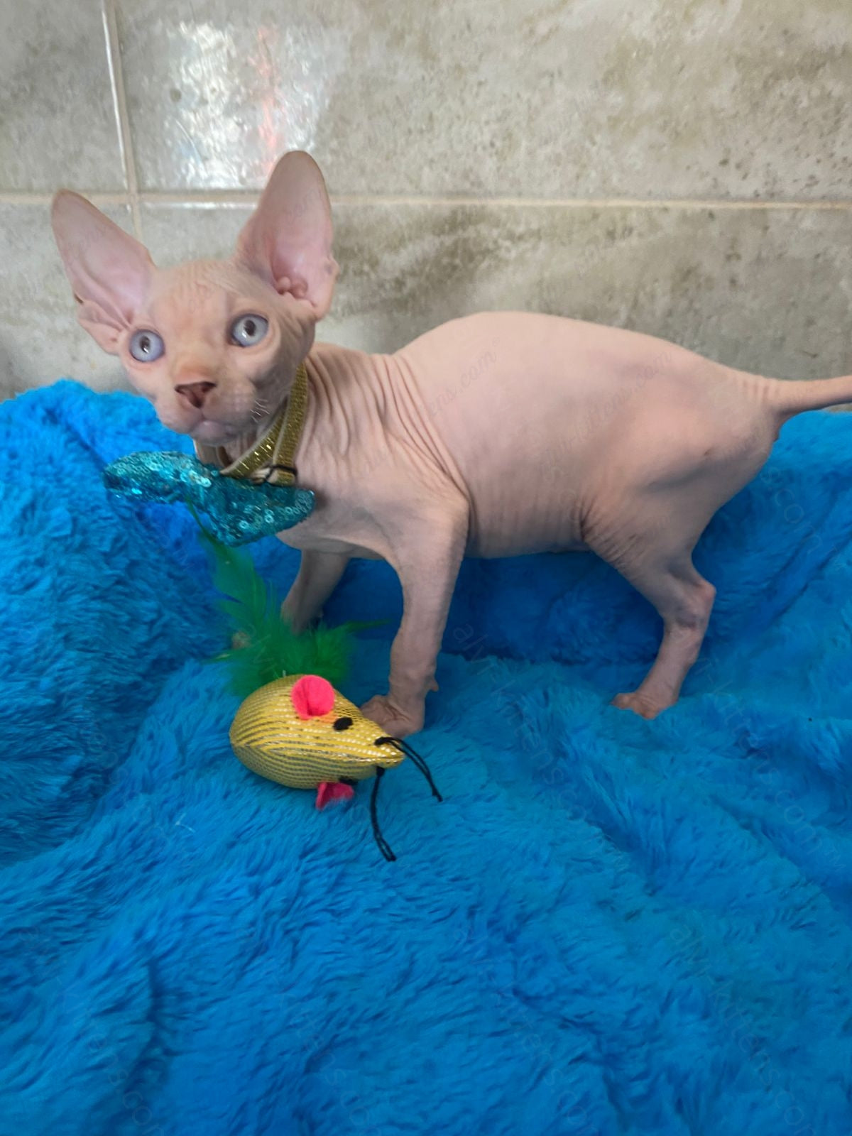Canadian Sphynx Kitten "Archy"