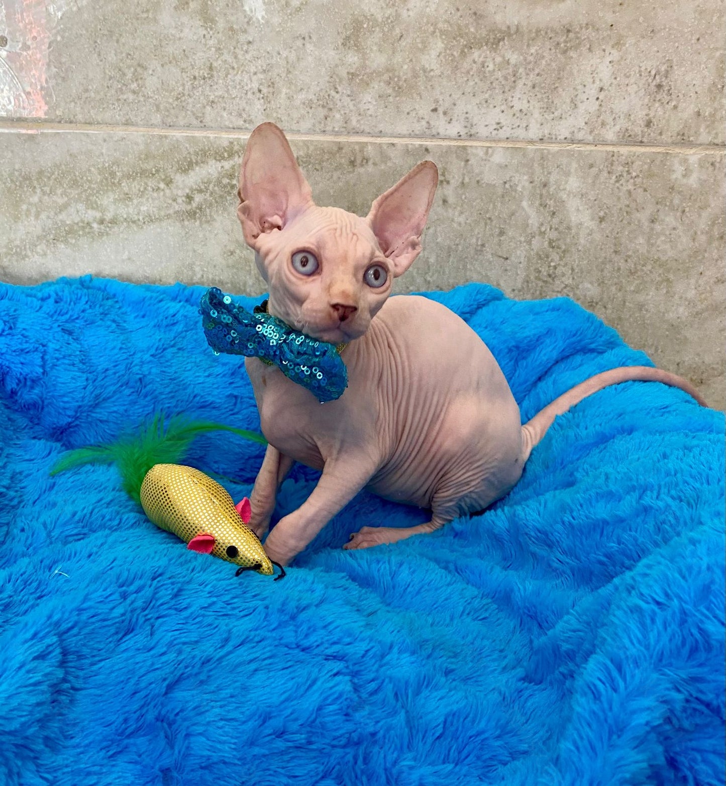 Canadian Sphynx Kitten "Archy"