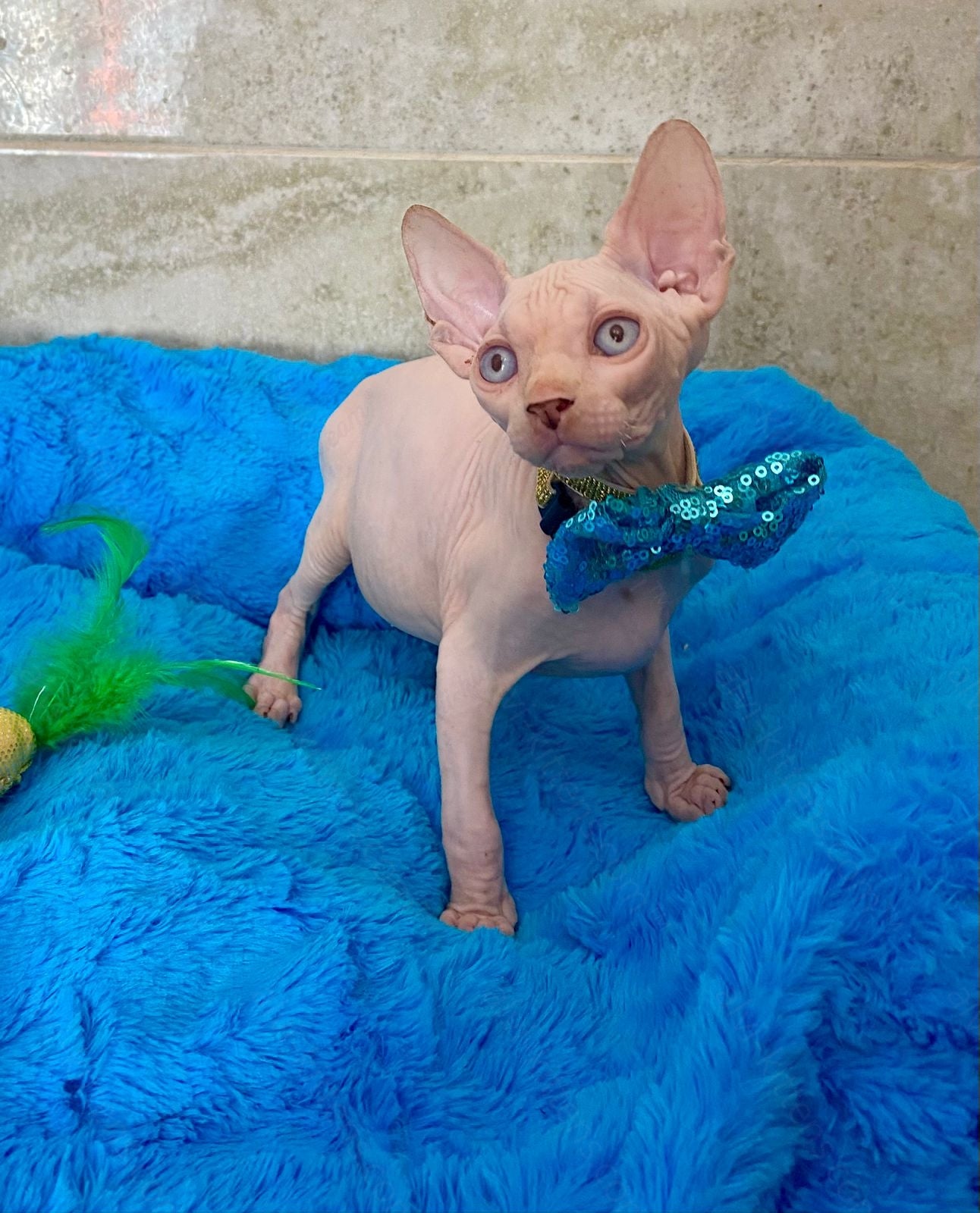 Canadian Sphynx Kitten "Archy"