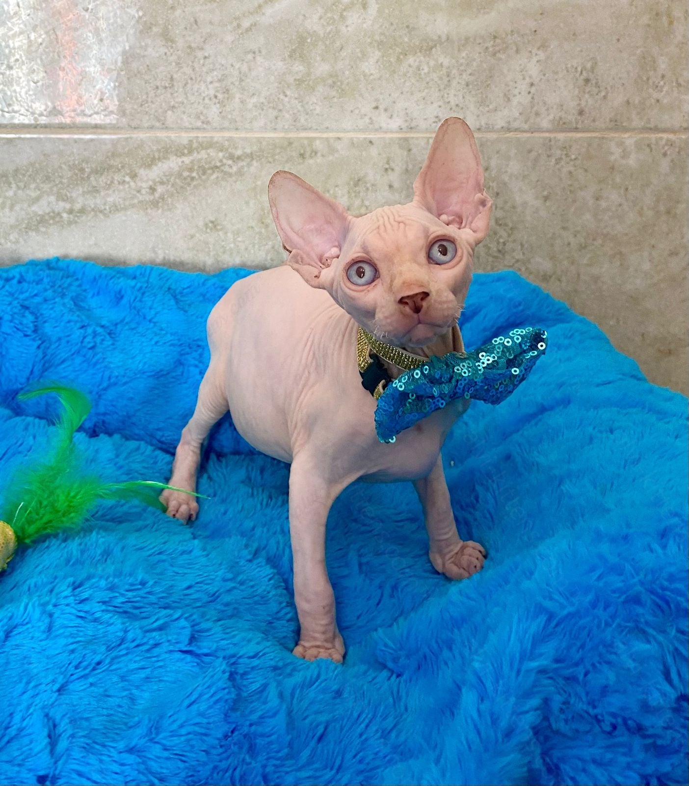Canadian Sphynx Kitten "Archy"