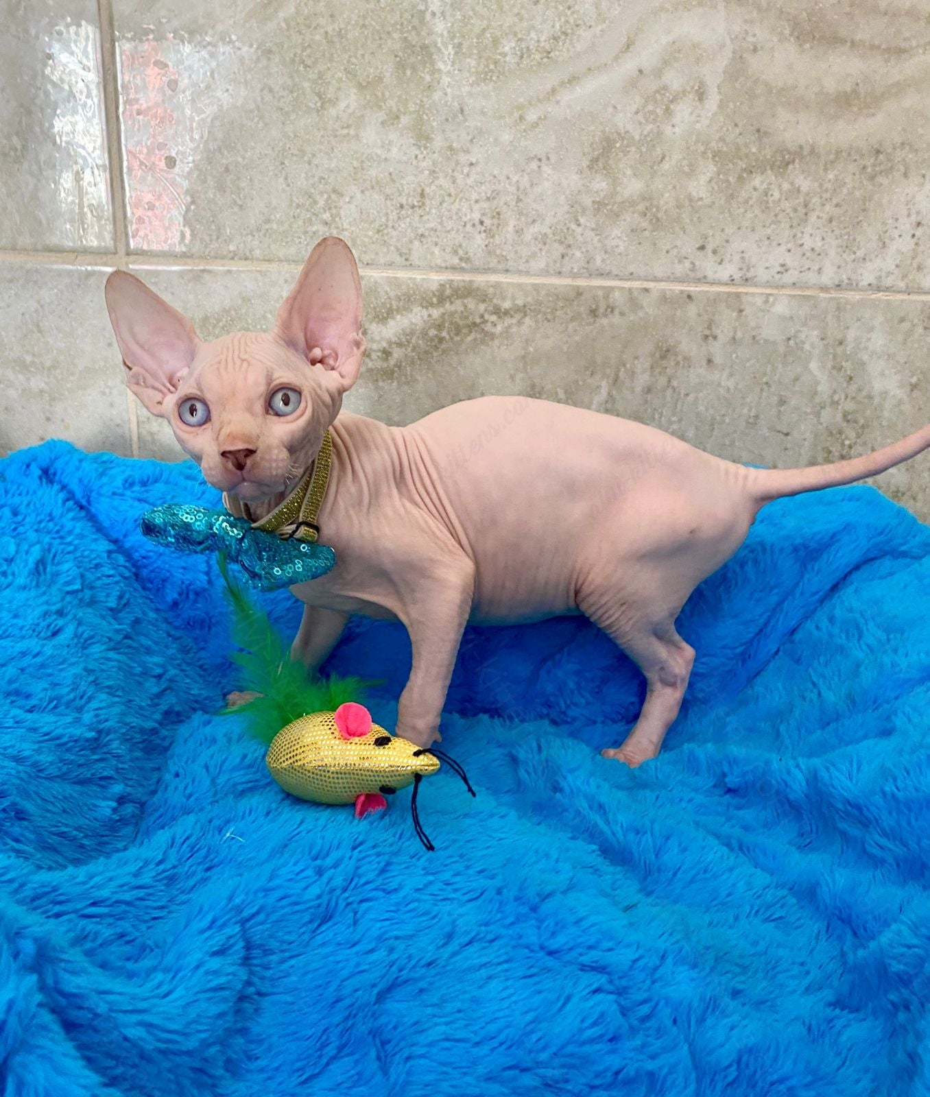 Canadian Sphynx Kitten "Archy"