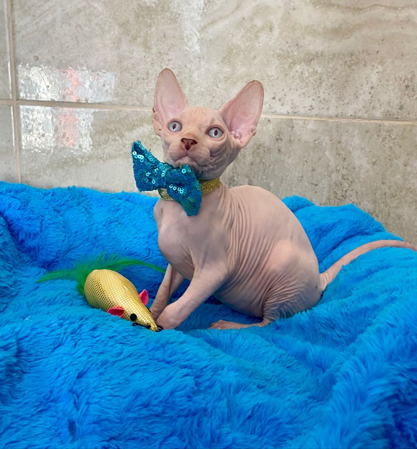 Canadian Sphynx Kitten "Archy"