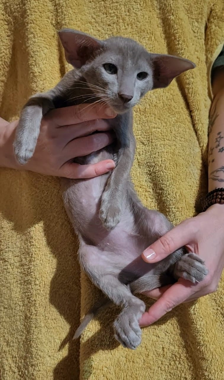 Oriental kitten name "Hamilot Elf Dragon"