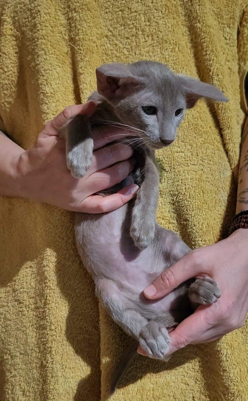 Oriental kitten name "Hamilot Elf Dragon"