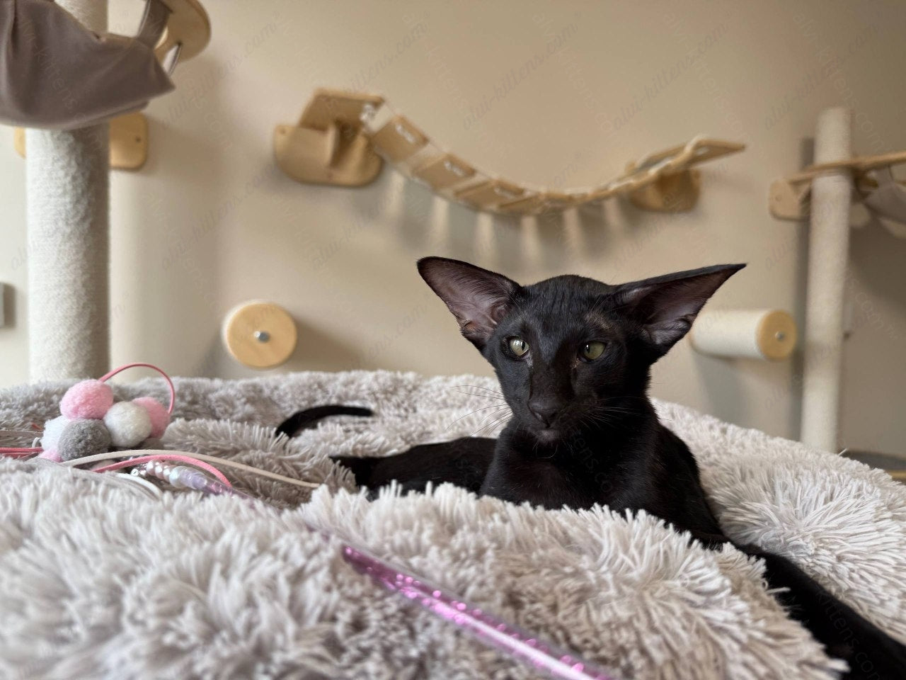Oriental kitten name "Nikolet"