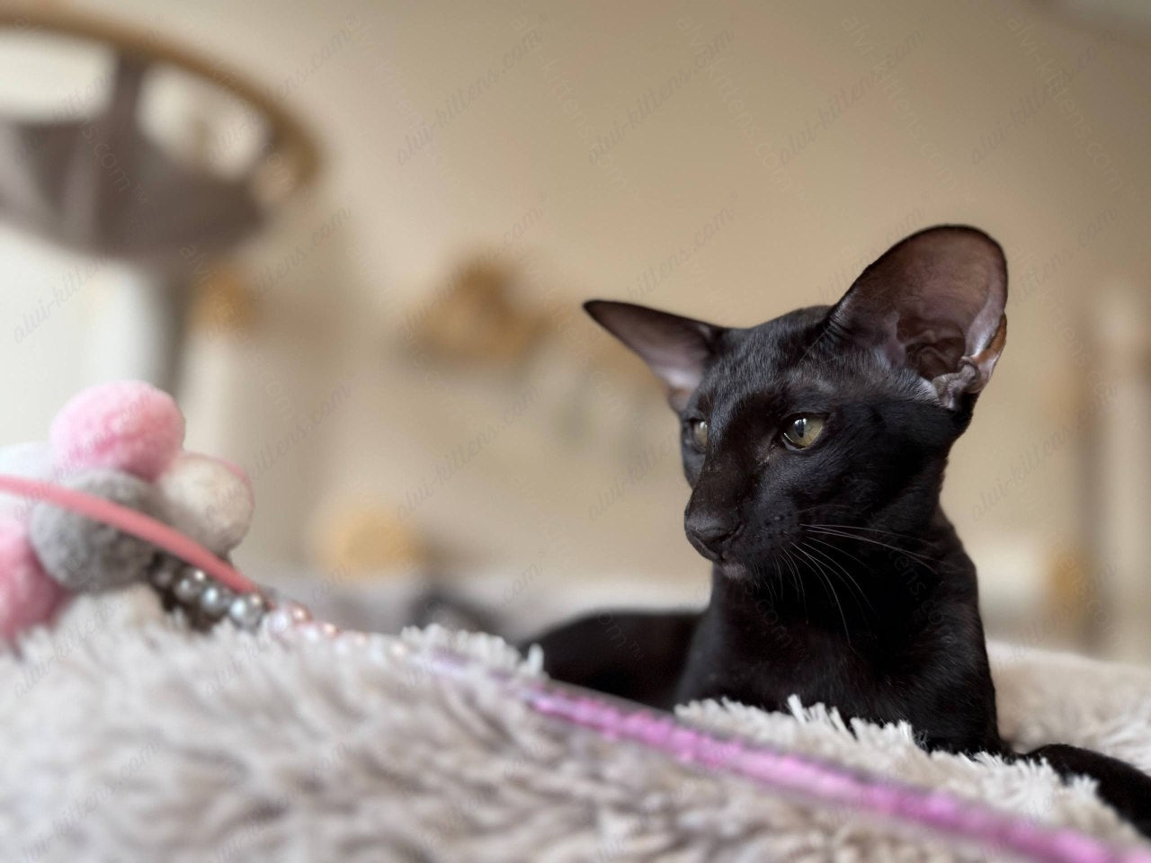 Oriental kitten name "Nikolet"