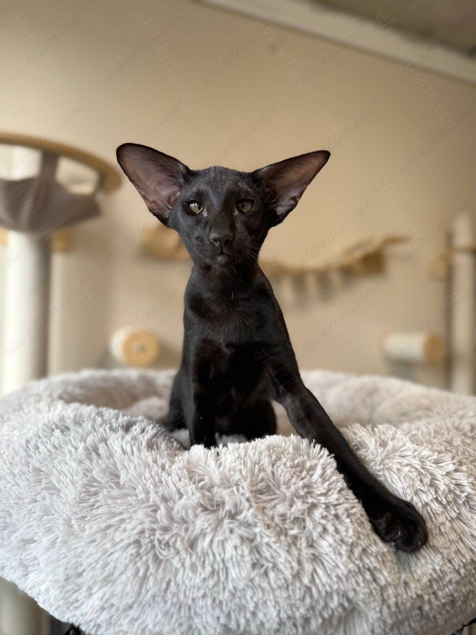 Oriental kitten name "Nikolet"