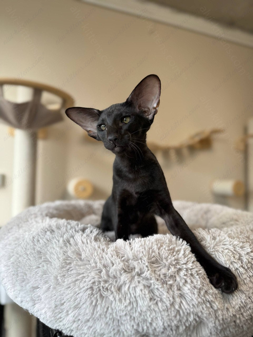 Oriental kitten name "Nikolet"