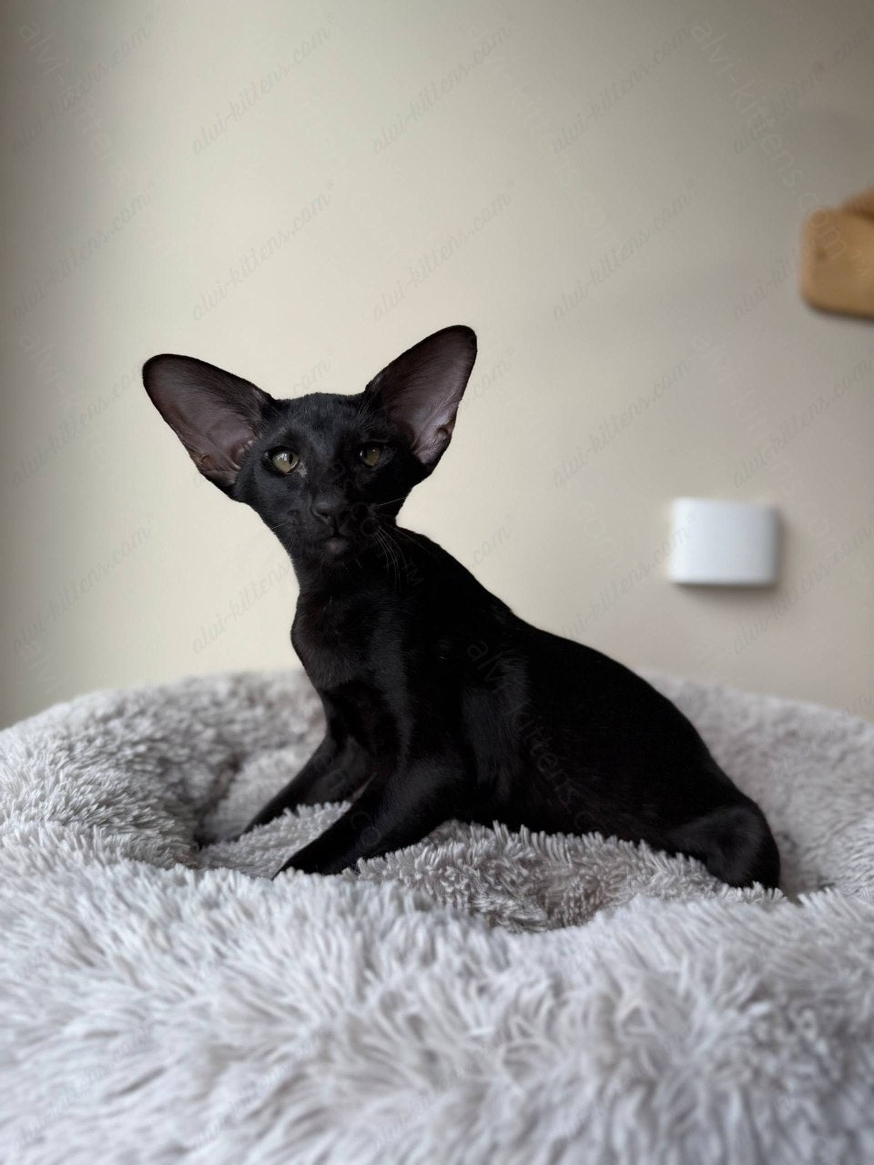 Oriental kitten name "Nikolet"