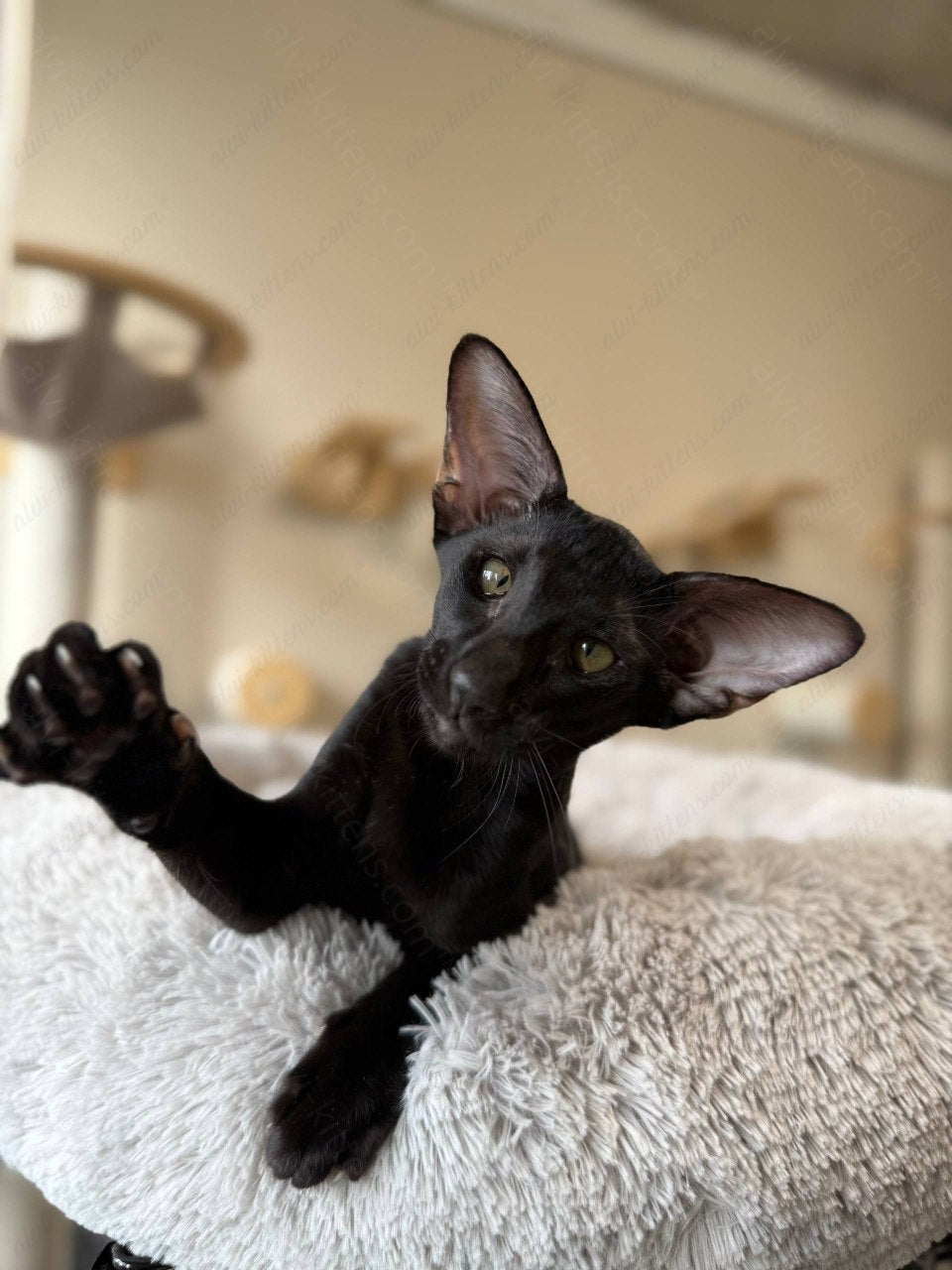 Oriental kitten name "Nikolet"