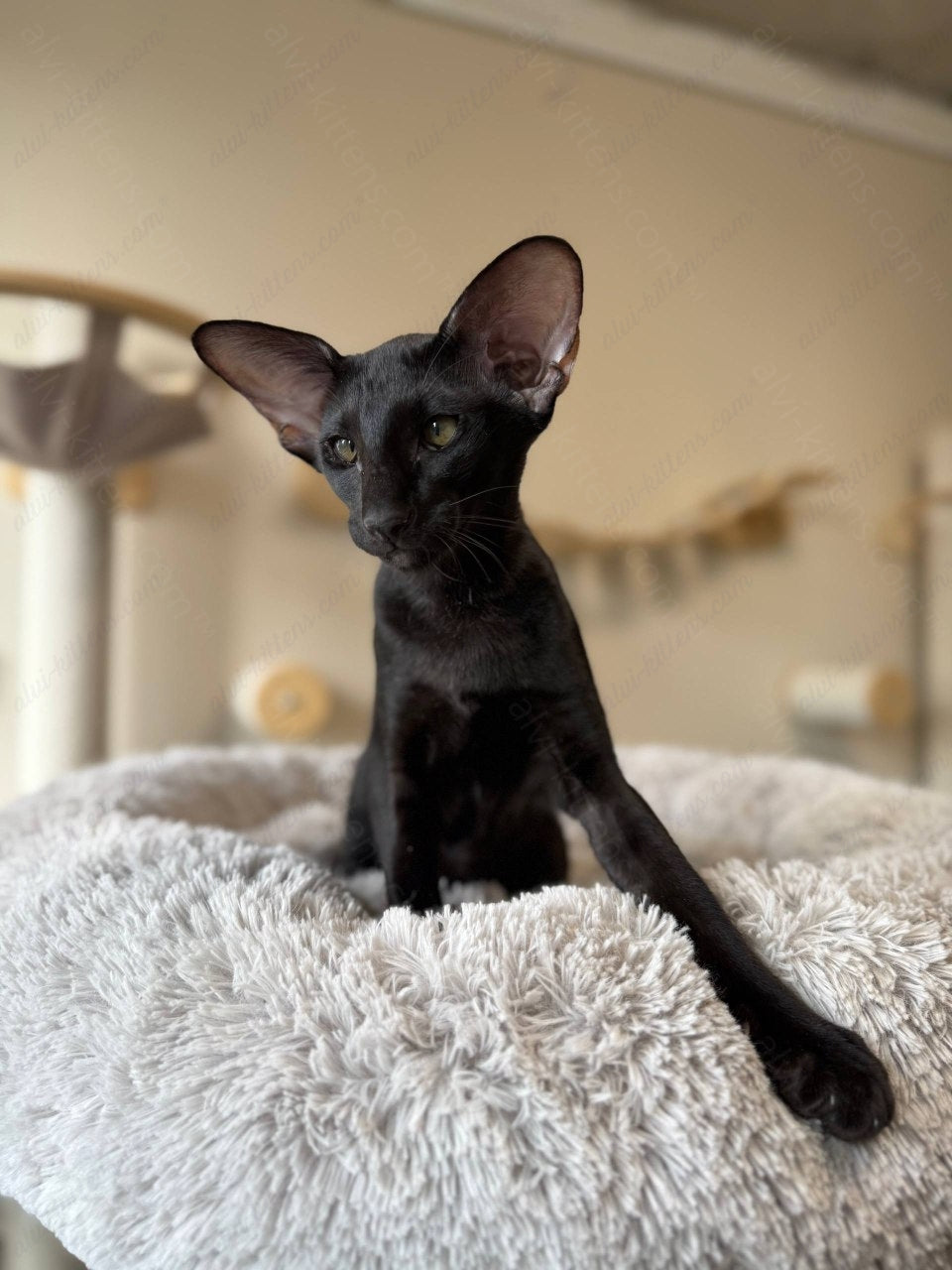 Oriental kitten name "Nikolet"