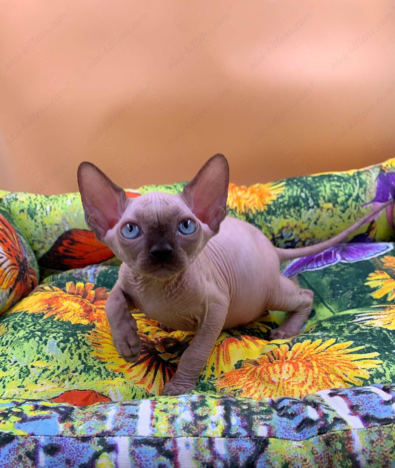 Canadian Sphynx Kitten "Boris"