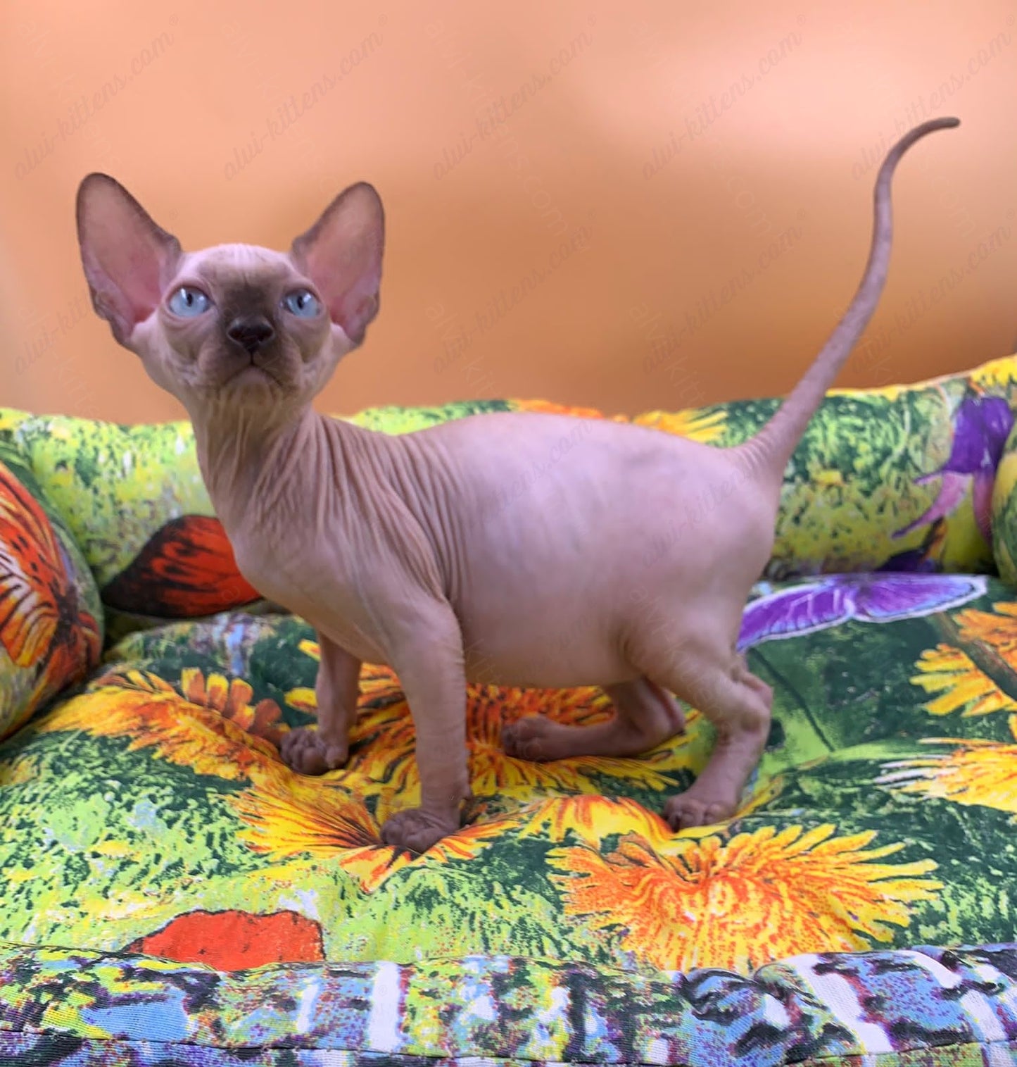 Canadian Sphynx Kitten "Boris"