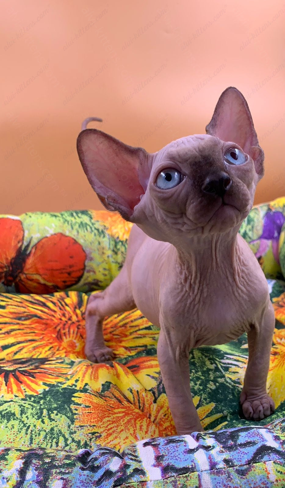 Canadian Sphynx Kitten "Boris"
