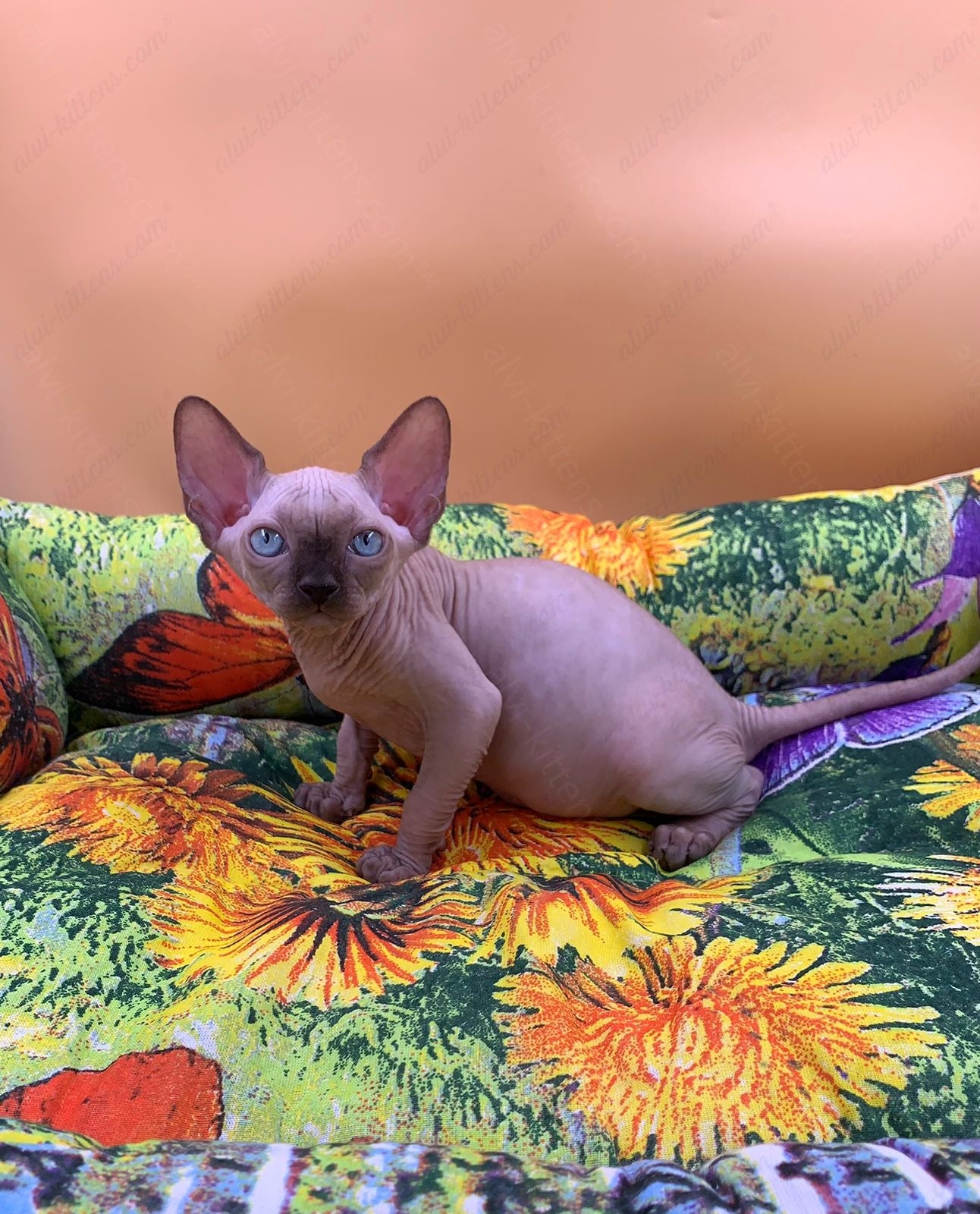 Canadian Sphynx Kitten "Boris"