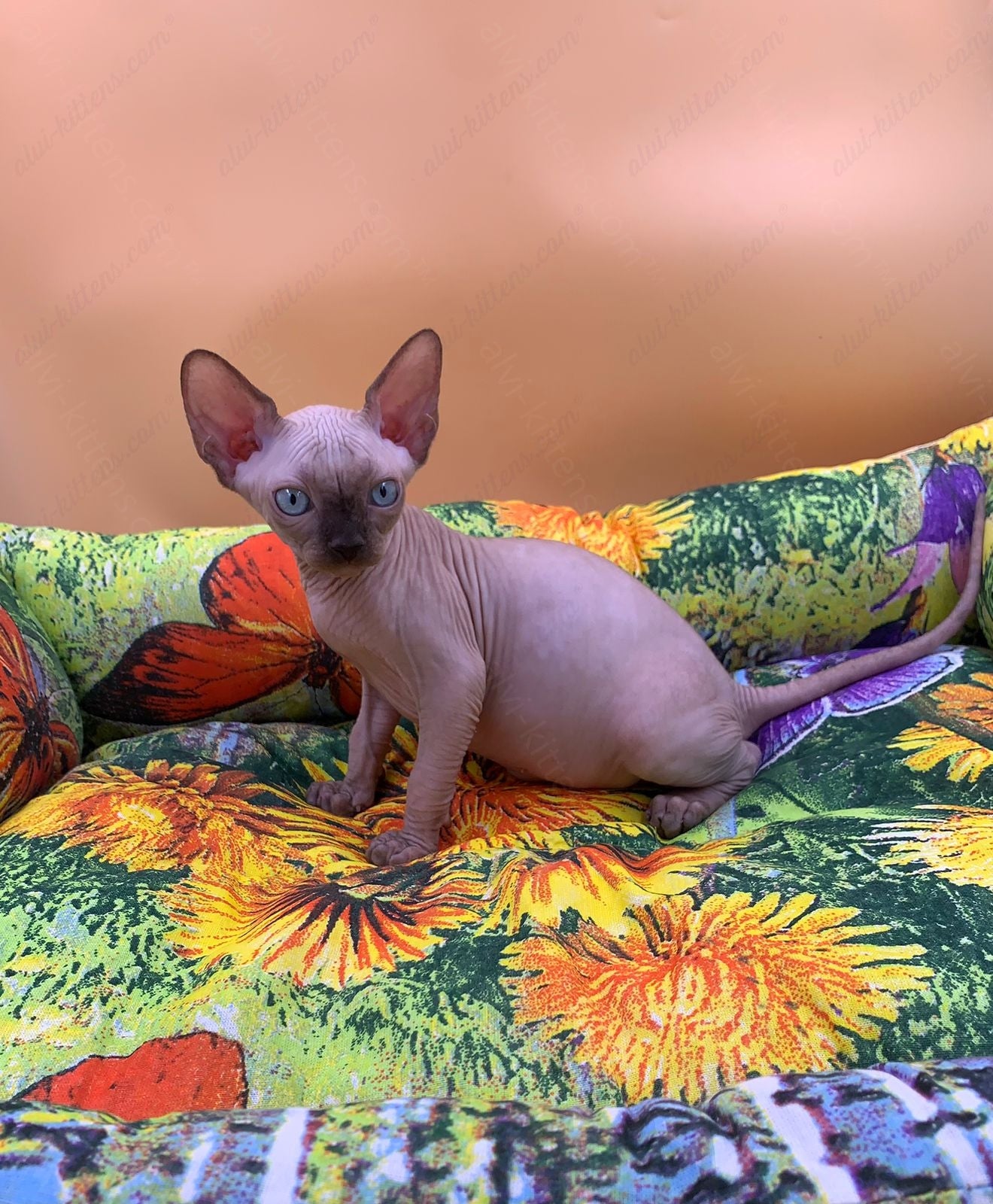 Canadian Sphynx Kitten "Boris"