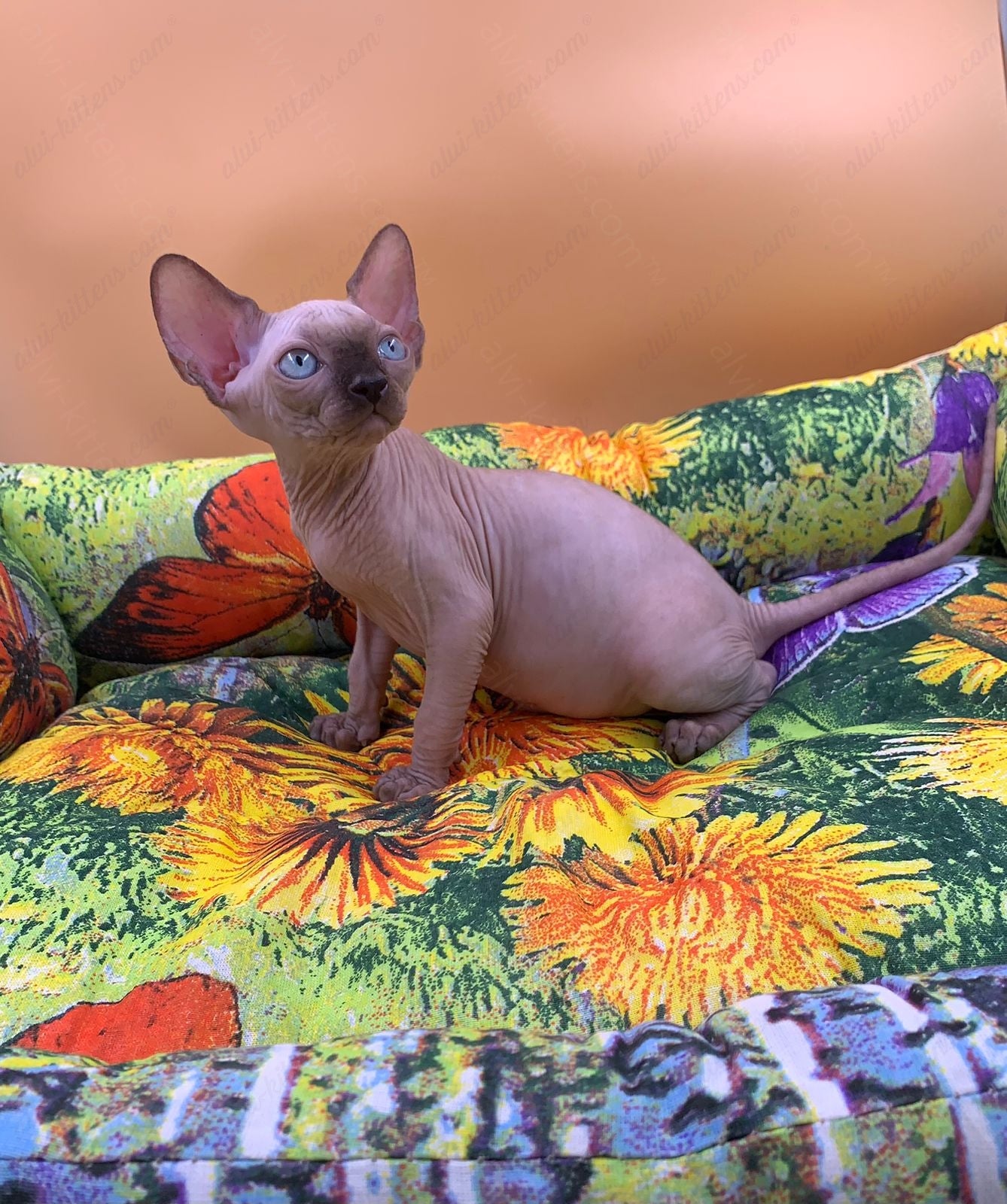 Canadian Sphynx Kitten "Boris"
