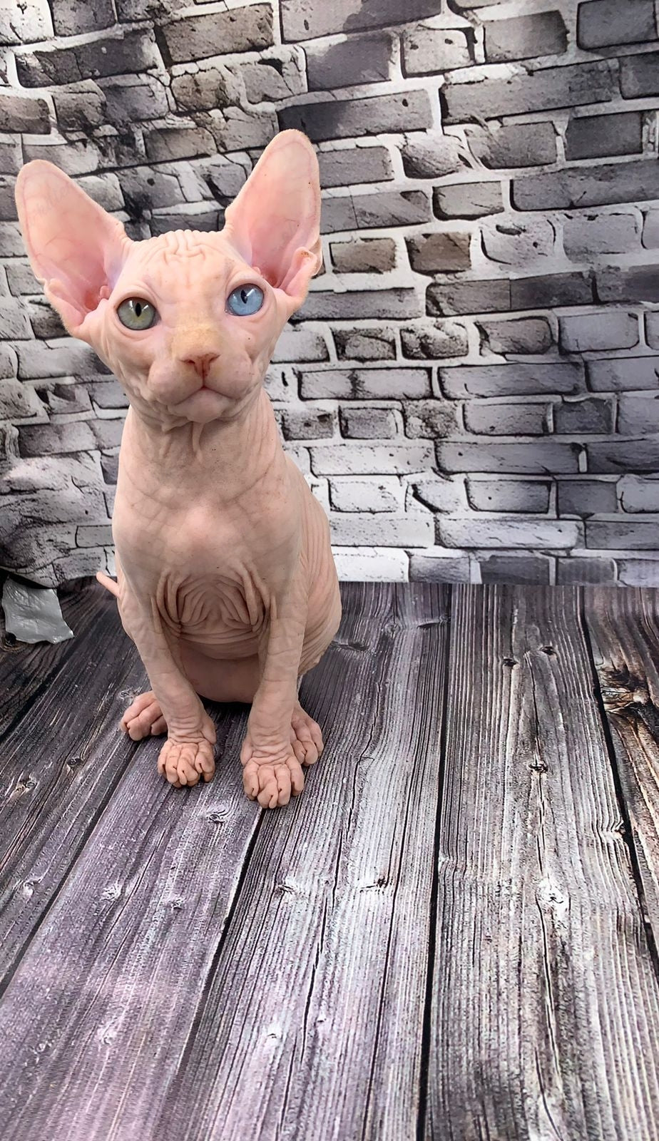 Canadian Sphynx Kitten "Bruno"