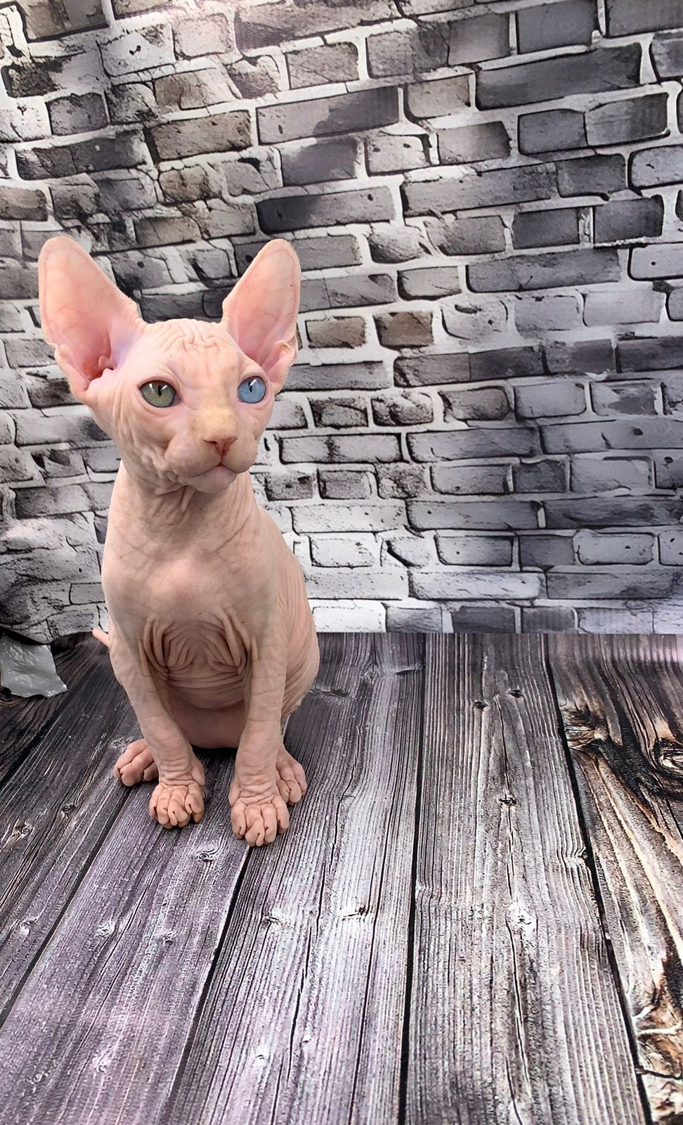 Canadian Sphynx Kitten "Bruno"