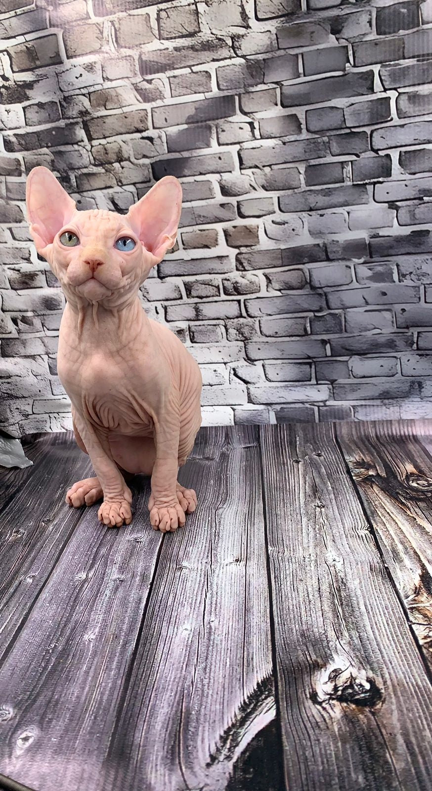Canadian Sphynx Kitten "Bruno"