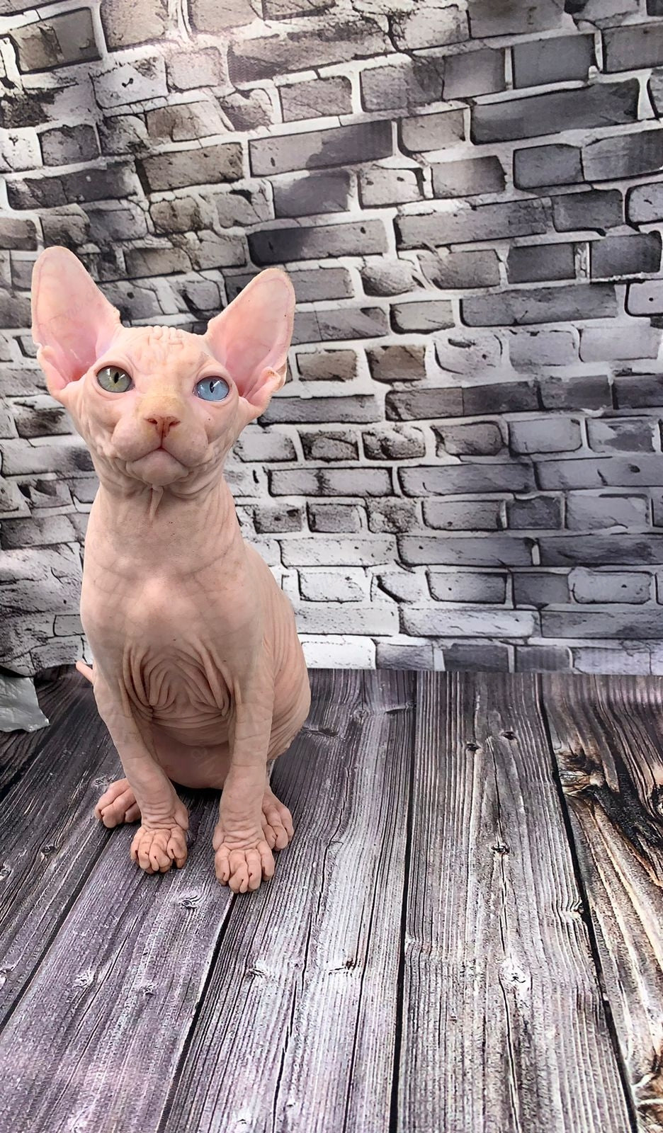 Canadian Sphynx Kitten "Bruno"