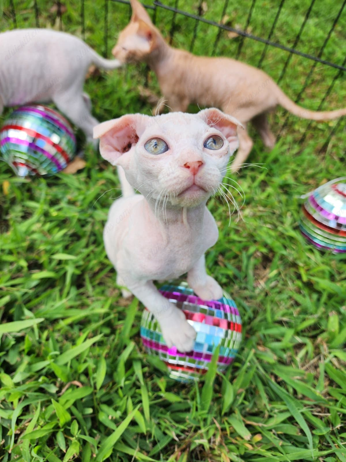 Canadian Sphynx "Csf-024" green-eyed * Available NOW in Warrington *
