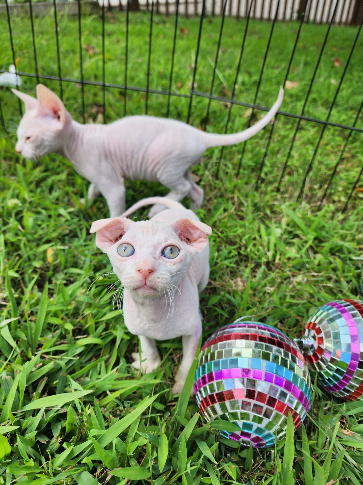 Canadian Sphynx "Csf-024" green-eyed * Available NOW in Warrington *